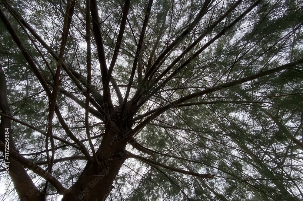 Obraz premium Low Resolution Tree with Branches in a Natural Setting