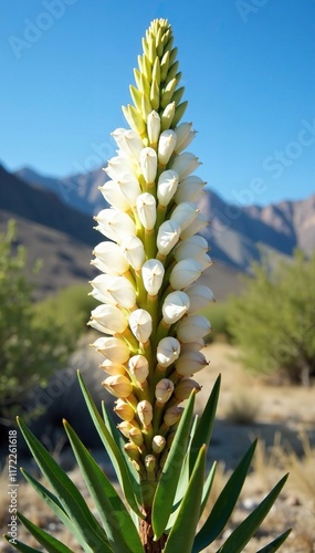 Yucca Schidigera plant with white flowering panicle inflorescence against blue sky, desert shrub, cottonwood mountains photo