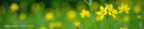 Bright yellow loosestrife flowers blooming in Ohio wetlands summer, wildflowers of ohio, ciliata plant, wildflowers