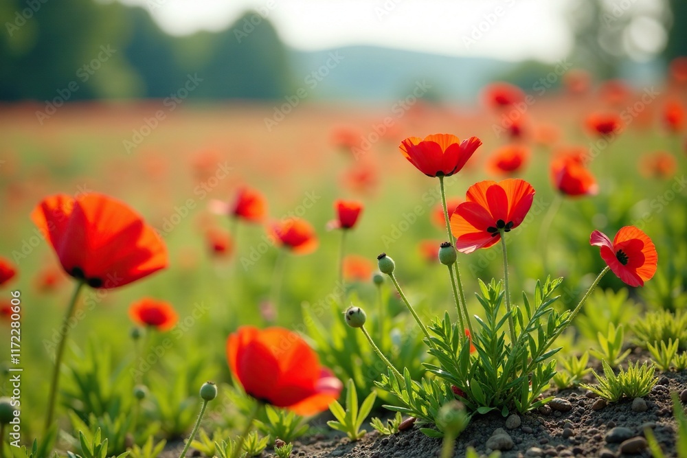 Naklejka premium Bl?hende Kornblumen und Mohn auf einem sandigen Boden, nature, bloom, Mohn