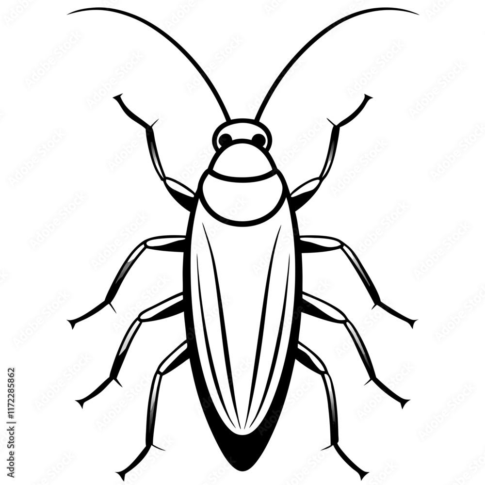 black beetle isolated on white background black beetle isolated on white background