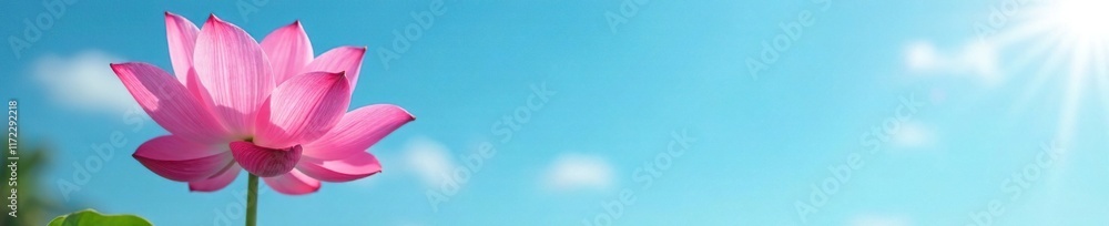 Soft pink petals against a blue sky background, lotus, sky Soft pink petals against a blue sky background, lotus, sky