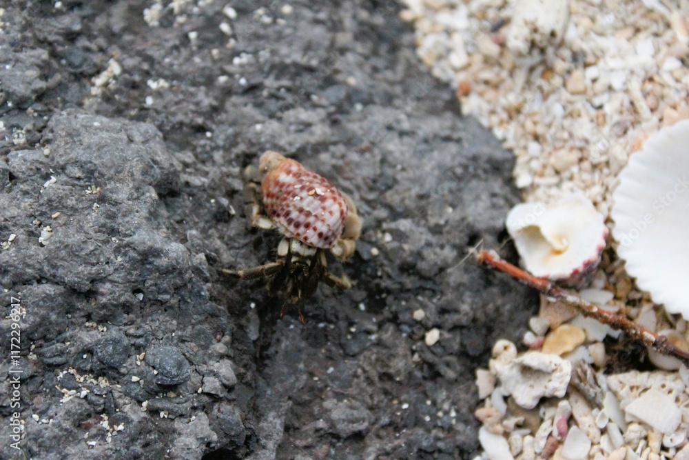 A tiny hermit crab in a shell on the rock A tiny hermit crab in a shell on the rock