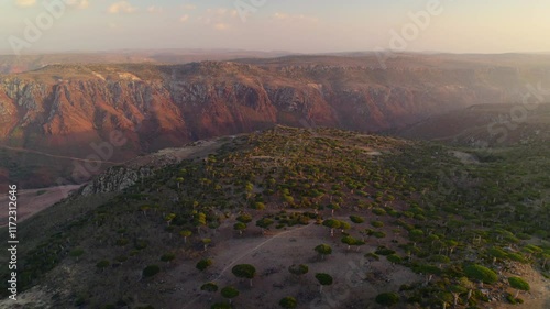 Wallpaper Mural Aerial landscape of mountain and forest at Firmhin forest camp at sunset, Socotra island in Yemen, Asia Torontodigital.ca