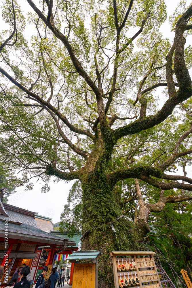 和歌山県　那智大社の風景(2024年12月)