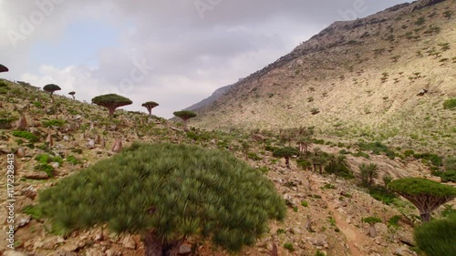 Wallpaper Mural Aerial landscape of mountain and forest at Homhil camp, Socotra island in Yemen Torontodigital.ca