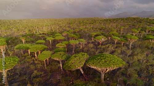 Wallpaper Mural Aerial landscape of mountain and forest at Firmhin forest camp at sunrise, Socotra island in Yemen, Asia Torontodigital.ca