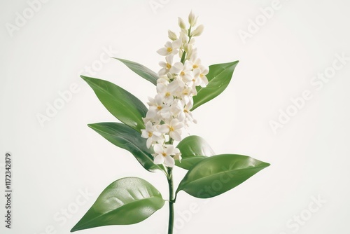 A high-resolution 3D animation of a Leucophyllum plant blooming, perfect for digital compositions, on a clean white backdrop. photo