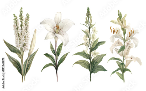 A collection of illustrated white flowers