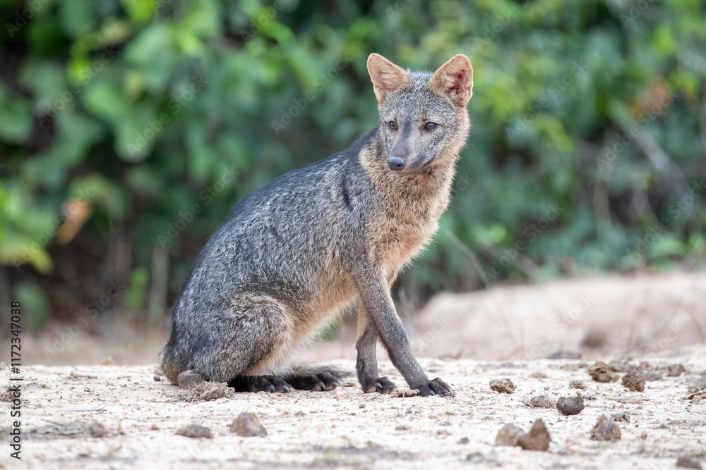 Naklejka premium Sitzender Krabbenfuchs beobachtet aufmerksam seine Umgebung in der Seitenansicht im brasilianischen Pantanal
