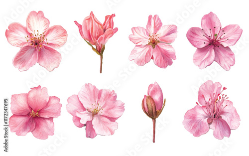 A collection of pink flower illustrations 