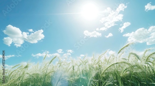 Sunny day, wheat field, blue sky, clouds, summer.  Agricultural background, website use.