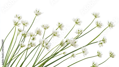 Delicate white flowers, springtime bloom, isolated on white, nature background, floral design.