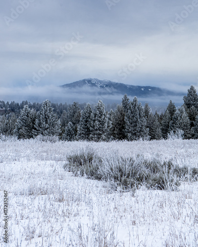 snow covered trees in the mountains