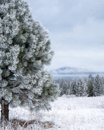 pine tree with frost in winter