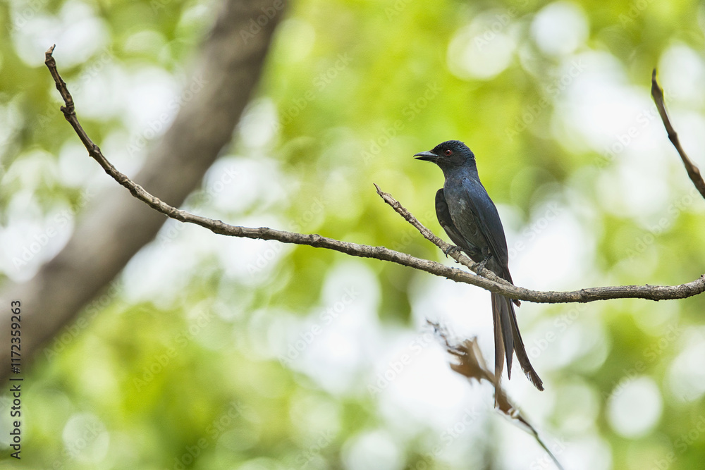 Crow-billed drongo sitting on the tree trunk with beautiful background at Pench National Park Crow-billed drongo sitting on the tree trunk with beautiful background at Pench National Park