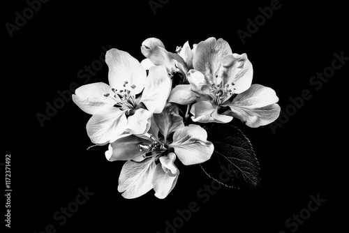 A minimalistic image of flowering apple blossoms in vibrant white tones, isolated on black for contrast. photo