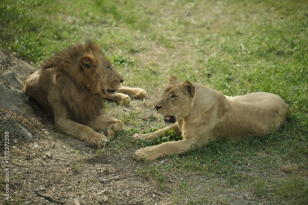 lion and lioness lion and lioness