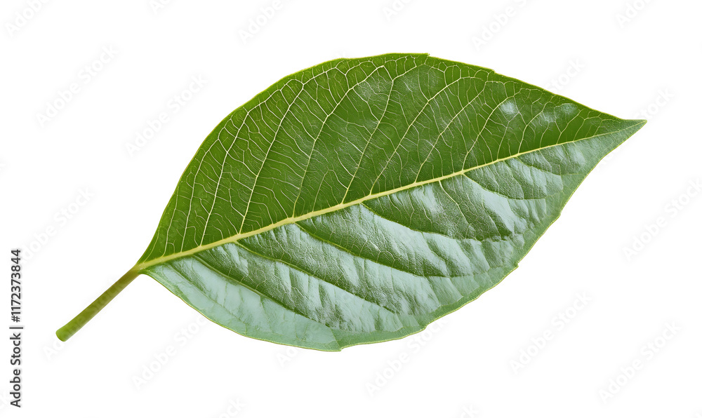Obraz premium Single green leaf isolated on black background. (1)