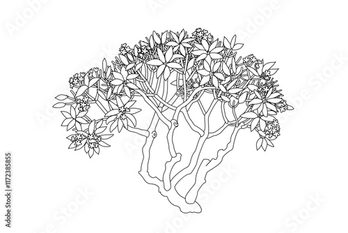 vector floral blooming plumeria, frangipani tree illustration. Clip art isolated on transparent background.