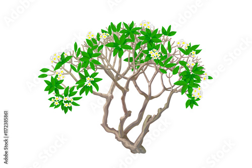 vector floral blooming plumeria, frangipani tree illustration. Clip art isolated on transparent background