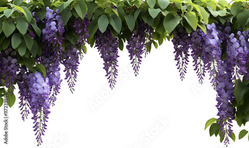 Cascading purple wisteria flowers and green leaves hanging against a black background.