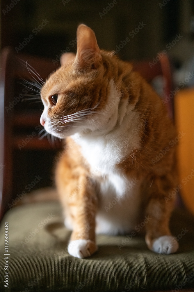 Portrait of a beautiful fluffy young mongrel cat. Portrait of a beautiful fluffy young mongrel cat.