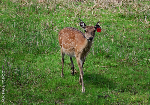 An adult deer was maral in a field against the background of the mountains of Buryatia, the village of Arshan. Tunka Valley. photo