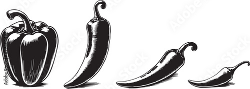 set of chili isolated vector illustration