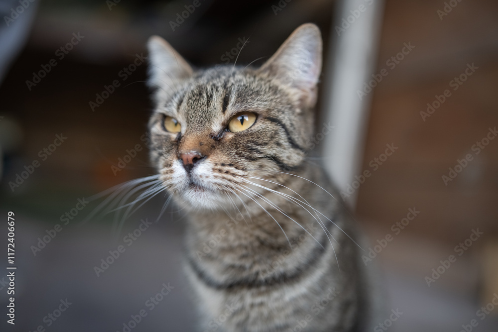 Portrait of a beautiful fluffy young mongrel cat. Portrait of a beautiful fluffy young mongrel cat.