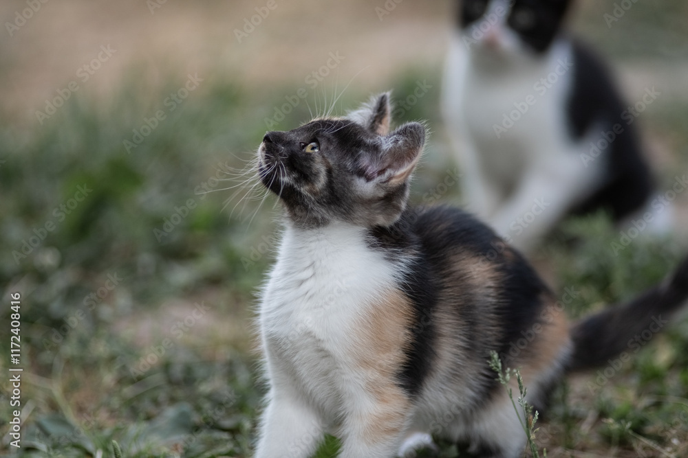 Portrait of a beautiful fluffy young mongrel cat. Portrait of a beautiful fluffy young mongrel cat.
