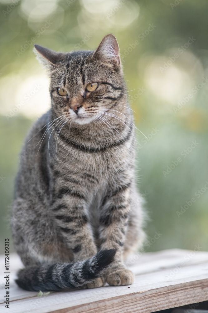 Portrait of a beautiful fluffy young mongrel cat. Portrait of a beautiful fluffy young mongrel cat.
