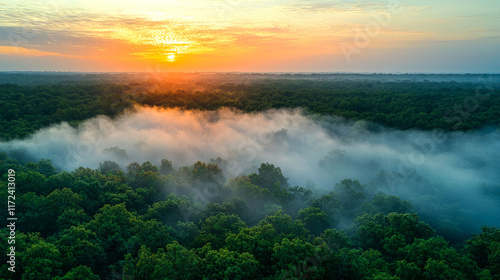 Misty Forest Sunrise: Golden Light Over Foggy Trees photo