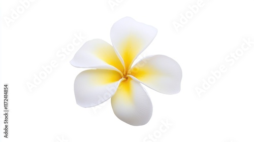 Wallpaper Mural A delicate white flower with yellow accents on its petals. Torontodigital.ca