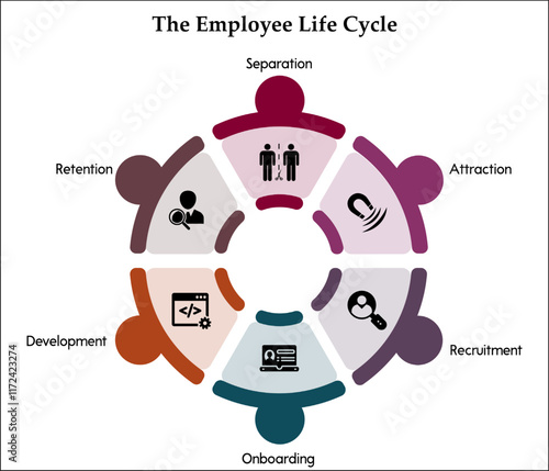 The Employee Life Cycle - Separation, Attraction, Recruitment, Onboarding, Development, Retention. Infographic template with icons and description placeholder