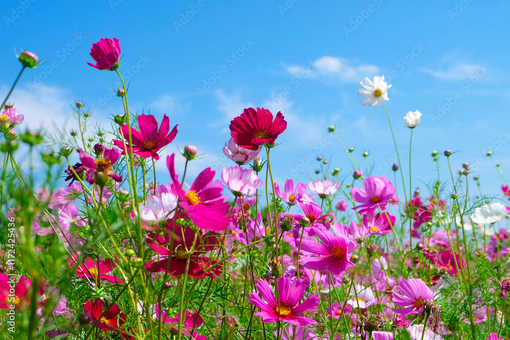 Colorful flower garden during summer Colorful flower garden during summer