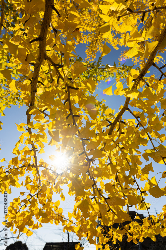 custom made wallpaper toronto digital銀杏