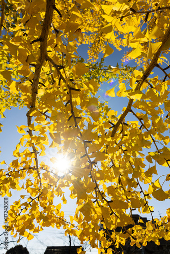 Wallpaper Mural 銀杏 Torontodigital.ca