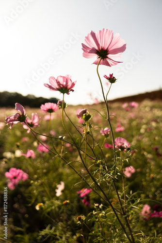 Wallpaper Mural コスモス Torontodigital.ca