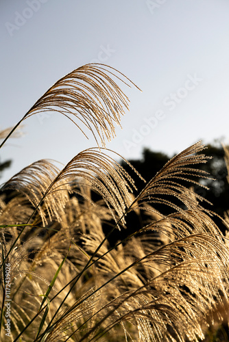 Wallpaper Mural ススキ Torontodigital.ca