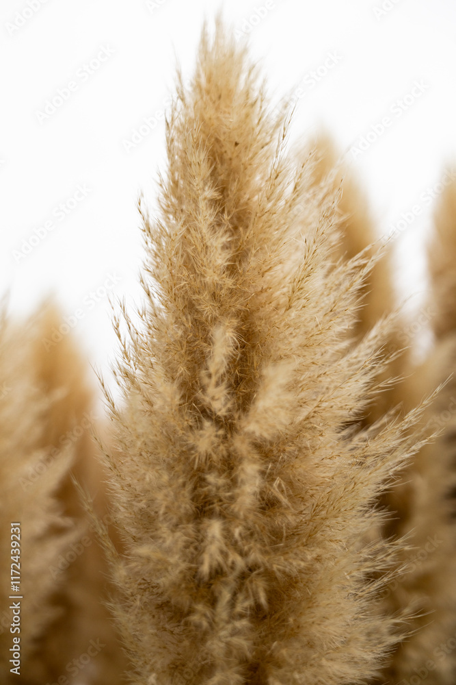 custom made wallpaper toronto digitalパンパグラス