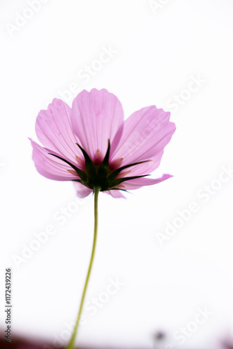 Wallpaper Mural コスモス Torontodigital.ca