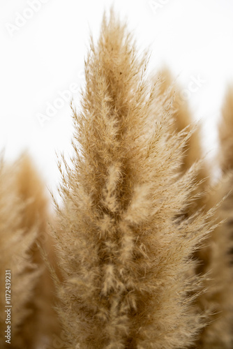 Wallpaper Mural パンパグラス Torontodigital.ca