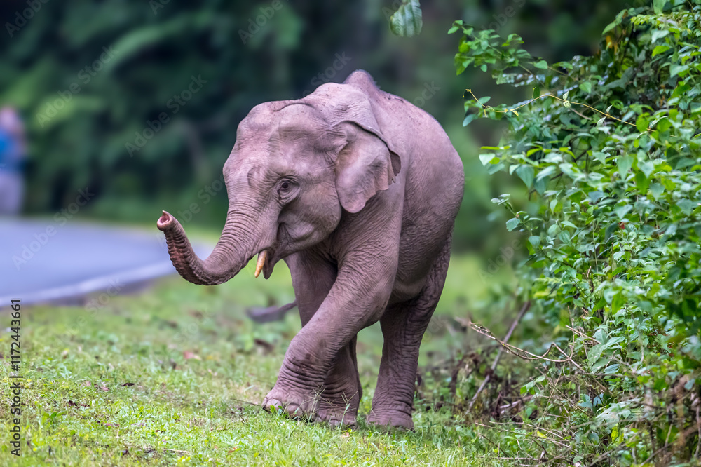 Fototapeta premium Elephants are large mammals and are the largest land animals. Wild elephants eat plants. They are big, have a small head, big legs, and have a trunk that reaches to the ground. That trunk is the nose.