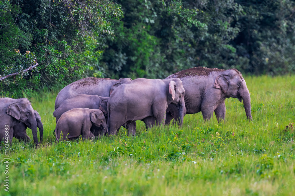 Elephants are large mammals and are the largest land animals. Wild elephants eat plants. They are big, have a small head, big legs, and have a trunk that reaches to the ground. That trunk is the nose. Elephants are large mammals and are the largest land animals. Wild elephants eat plants. They are big, have a small head, big legs, and have a trunk that reaches to the ground. That trunk is the nose.