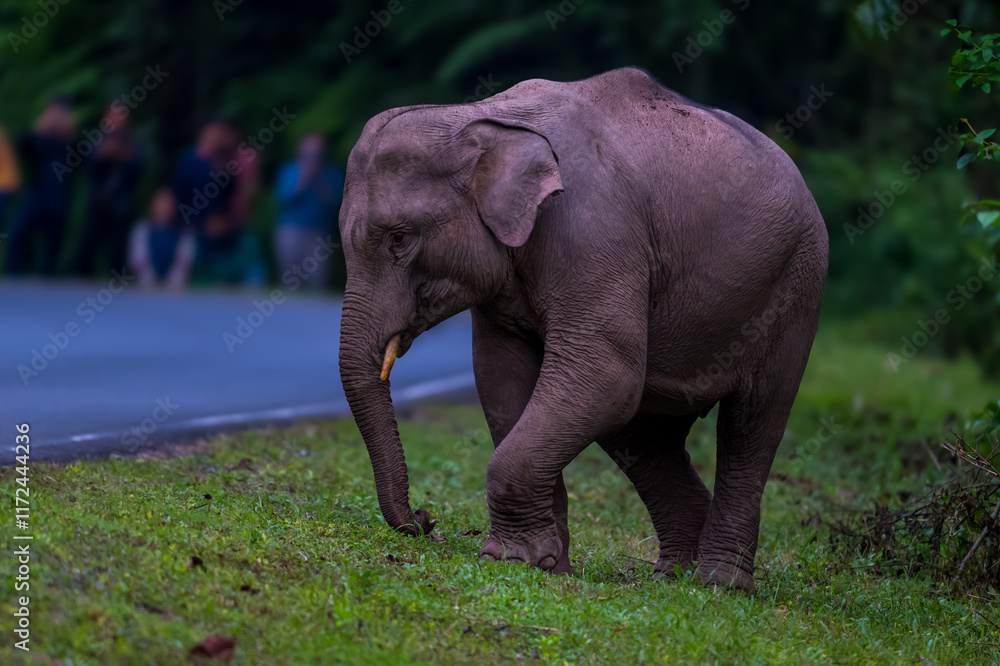 Obraz premium Elephants are large mammals and are the largest land animals. Wild elephants eat plants. They are big, have a small head, big legs, and have a trunk that reaches to the ground. That trunk is the nose.