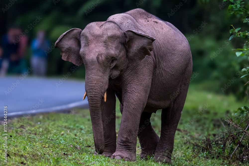 Fototapeta premium Elephants are large mammals and are the largest land animals. Wild elephants eat plants. They are big, have a small head, big legs, and have a trunk that reaches to the ground. That trunk is the nose.