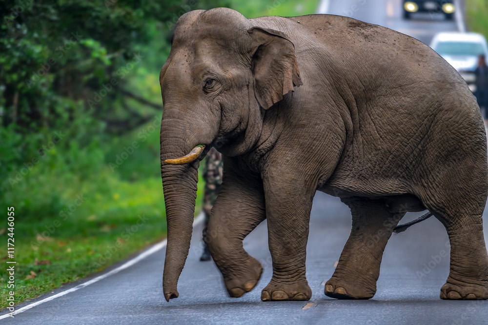 Obraz premium Elephants are large mammals and are the largest land animals. Wild elephants eat plants. They are big, have a small head, big legs, and have a trunk that reaches to the ground. That trunk is the nose.