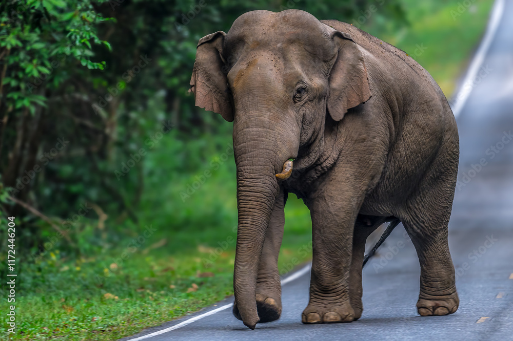 Obraz premium Elephants are large mammals and are the largest land animals. Wild elephants eat plants. They are big, have a small head, big legs, and have a trunk that reaches to the ground. That trunk is the nose.