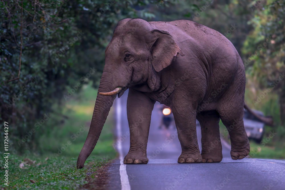 Obraz premium Elephants are large mammals and are the largest land animals. Wild elephants eat plants. They are big, have a small head, big legs, and have a trunk that reaches to the ground. That trunk is the nose.